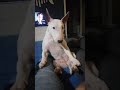 Булкины песни \ Bullterrier sings