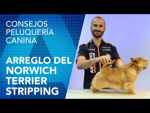 Peluquería Canina del Norwich Terrier a Stripping por Luís Martín del Rio Terrier de Norwich. Origen, Características, Alimentación, Cuidados y Curiosidades