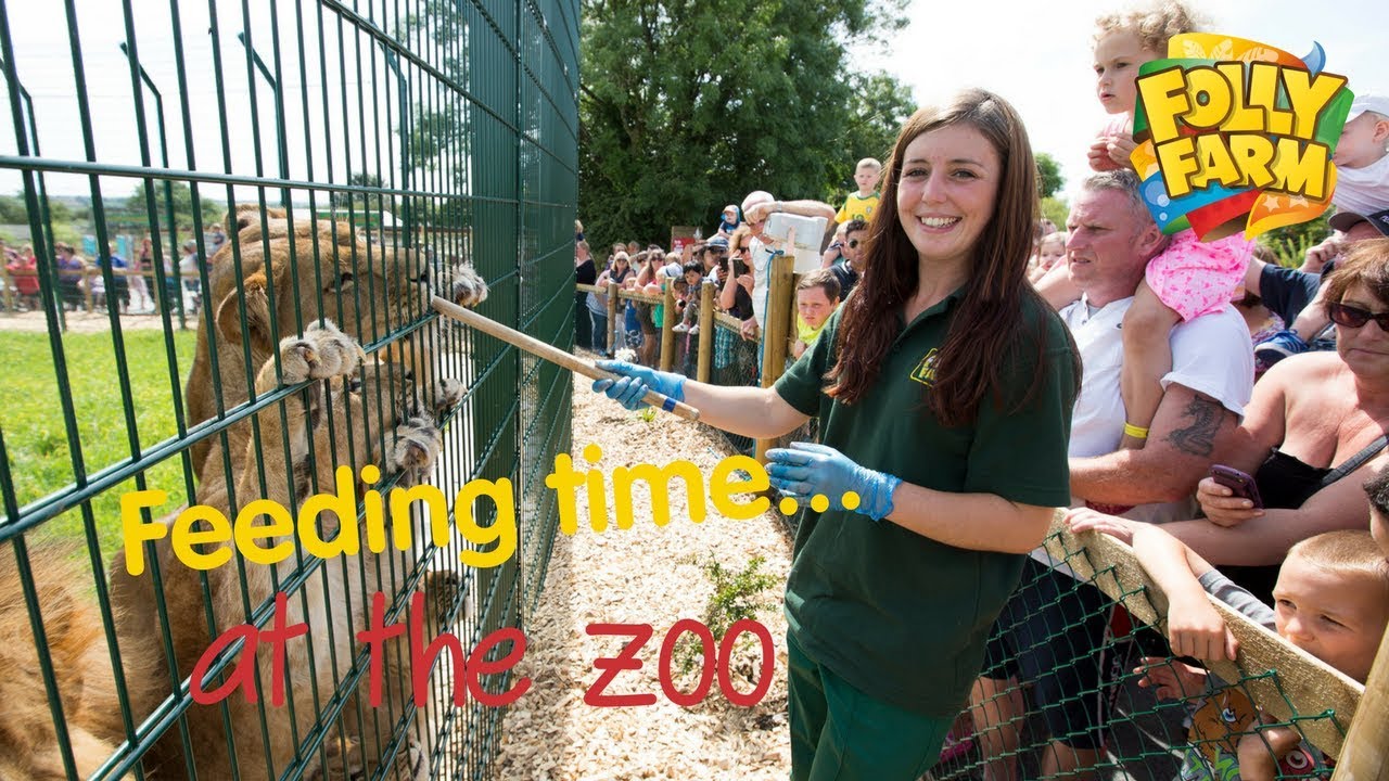 Lion Experience UK • Lion Feeding at Folly Farm