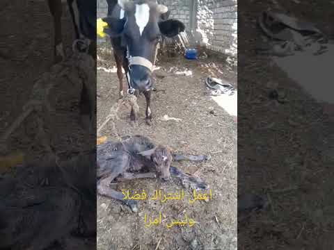 شاهد ولادة البقرة مباشرة