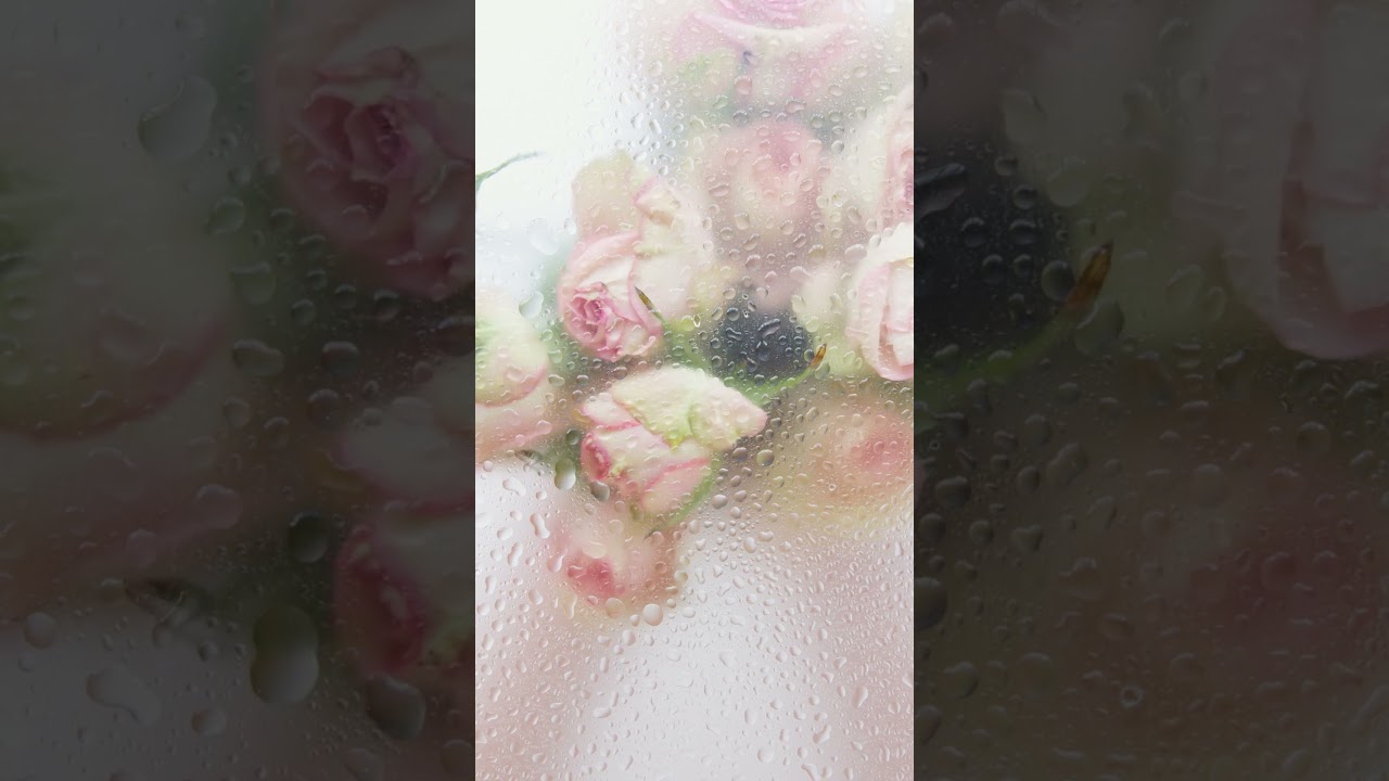 Closeup Video Of Pink Roses 
