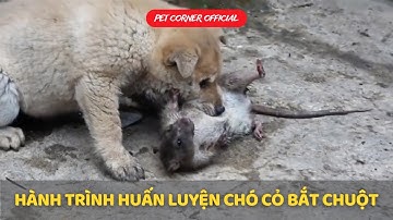 Hành trình huấn luyện chó bắt chuột của chàng trai nông thôn - Pet Corner