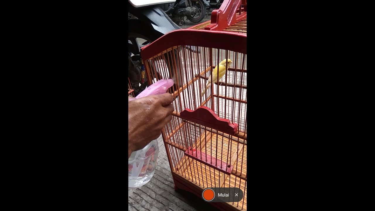 Burung kenari banyak disukai 