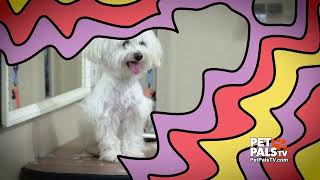 Know Your Breed Maltese! by petpalstv No views 19 minutes ago 2 minutes, 11 seconds