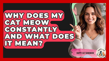 Why Does My Cat Meow Constantly And What Does It Mean? - Happy Cat Handbook