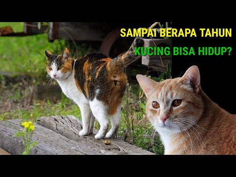 Video: Berapa lama chanakya hidup?