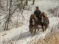 The Modern Horse Loggers of Minnesota