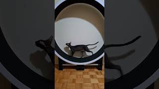 Black Cornish Rex running in a ZiggyDoo Ferris cat wheel