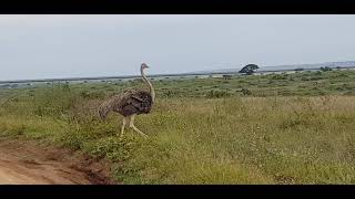 Nairobi National Park Game Drive | Ostriches