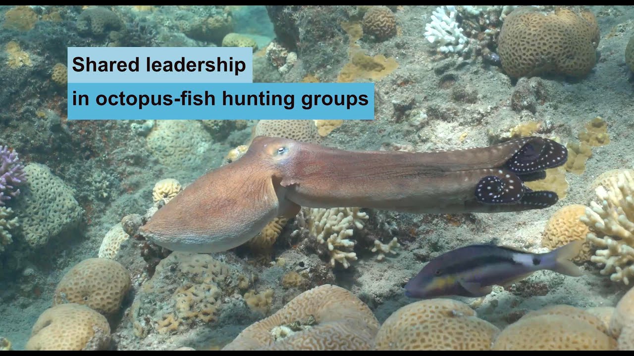 Shared leadership in octopus-fish hunting groups