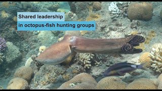 Shared leadership in octopus-fish hunting groups