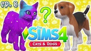 2 New YouTubers Added?!  The Sims 4: Raising YouTubers PETS  Ep 8 (Cats & Dogs)