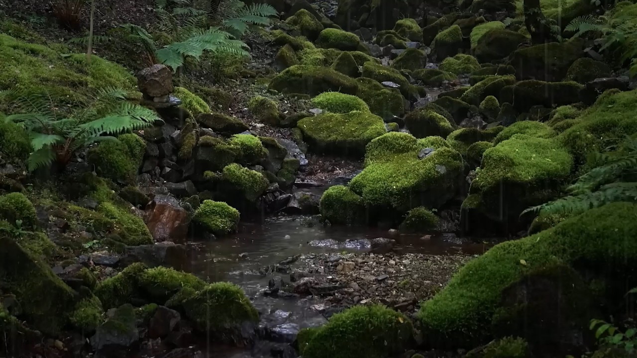 99% Duerme Instantáneamente Con Tormenta Eléctrica |Fuertes Lluvias En La Tienda Y Truenos Poderosos