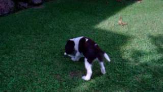 coffee jugando ( springer spaniel ) by Sheep0rh 629 views 14 years ago 3 minutes, 19 seconds