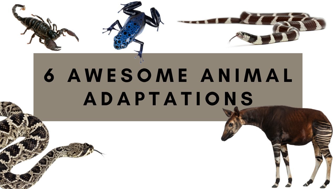 SIX AWESOME ANIMAL ADAPTATIONS - Mammals, Reptiles, and Arachnids