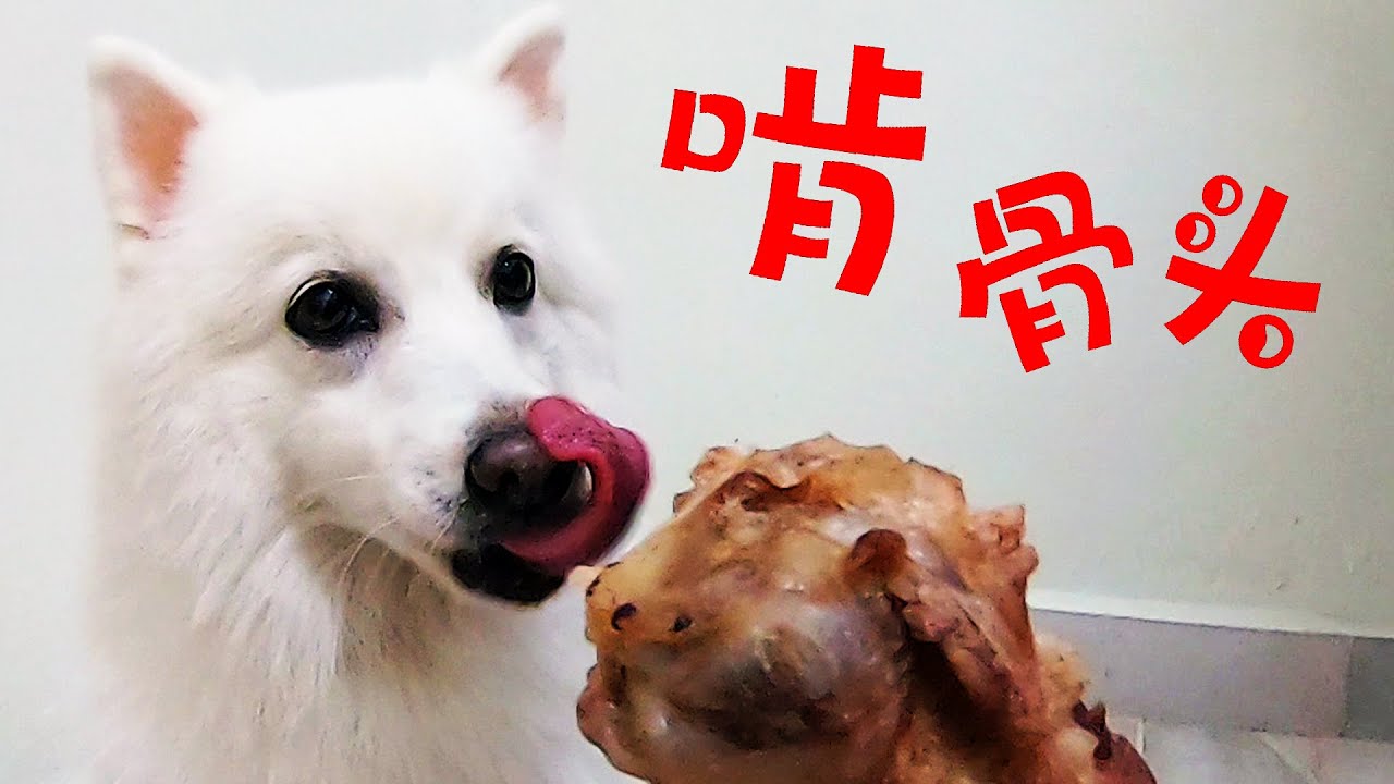 凯凯是女生 Vlog3 日本银狐犬啃骨头日记japanese Spitz Eats Bone Youtube