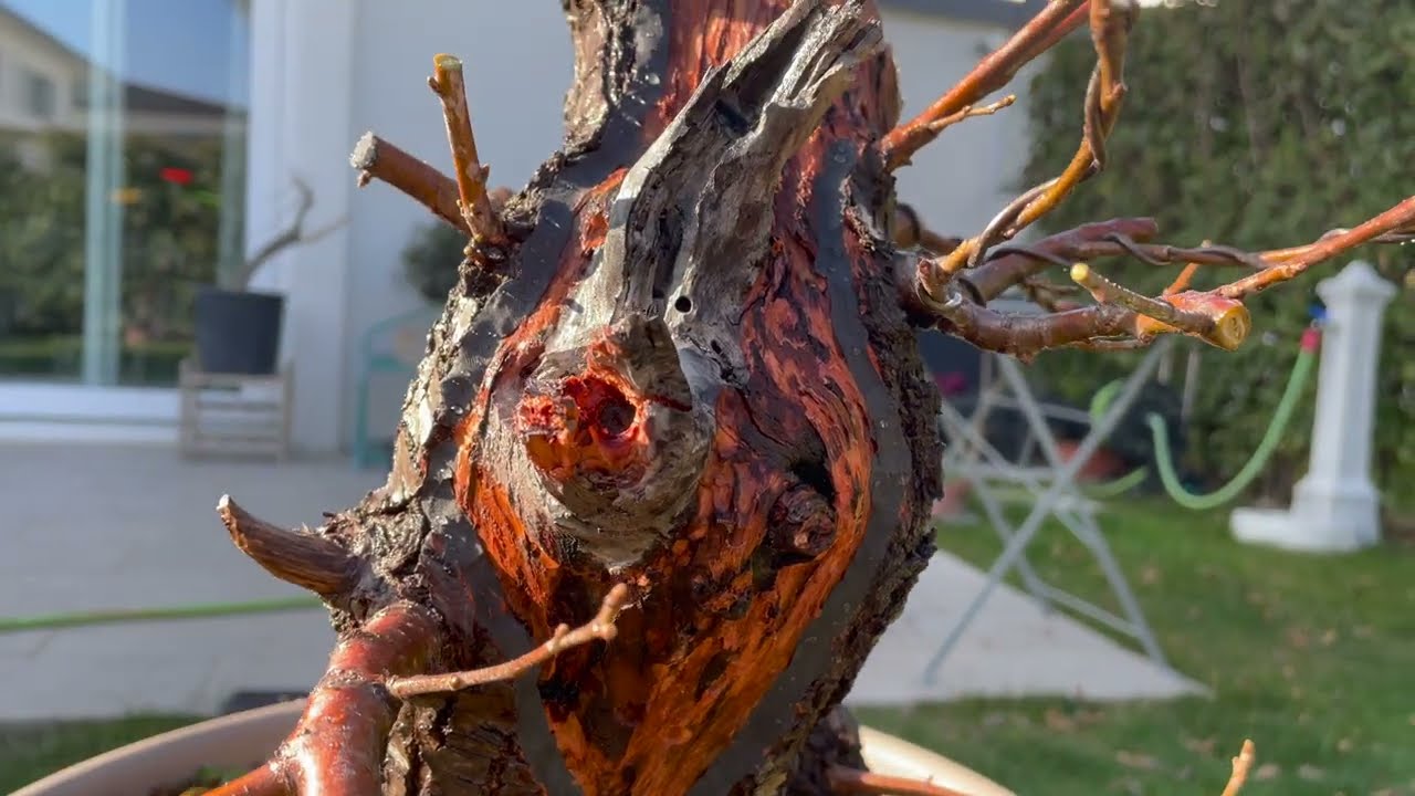 PRUNUS MAHALEB - Potatura e lavorazione legna secca