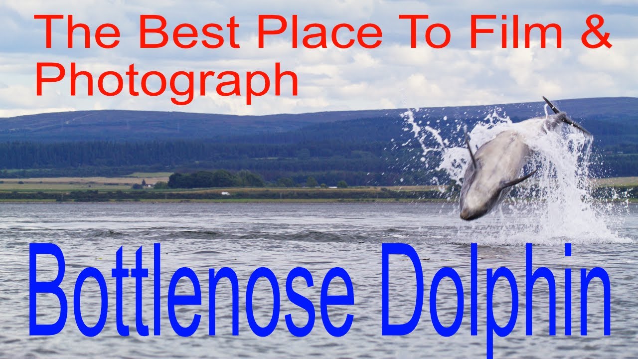 Bottlenose Dolphin, the Best Place To Film And Photograph them I've ever been to!