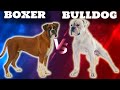 Boxer VS American Bulldog-Comparison