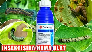 TERBUKTI 95% Ampuh Insektisida Ulat Grayak Ampuh Pada Tanaman | Insektisida Curocron