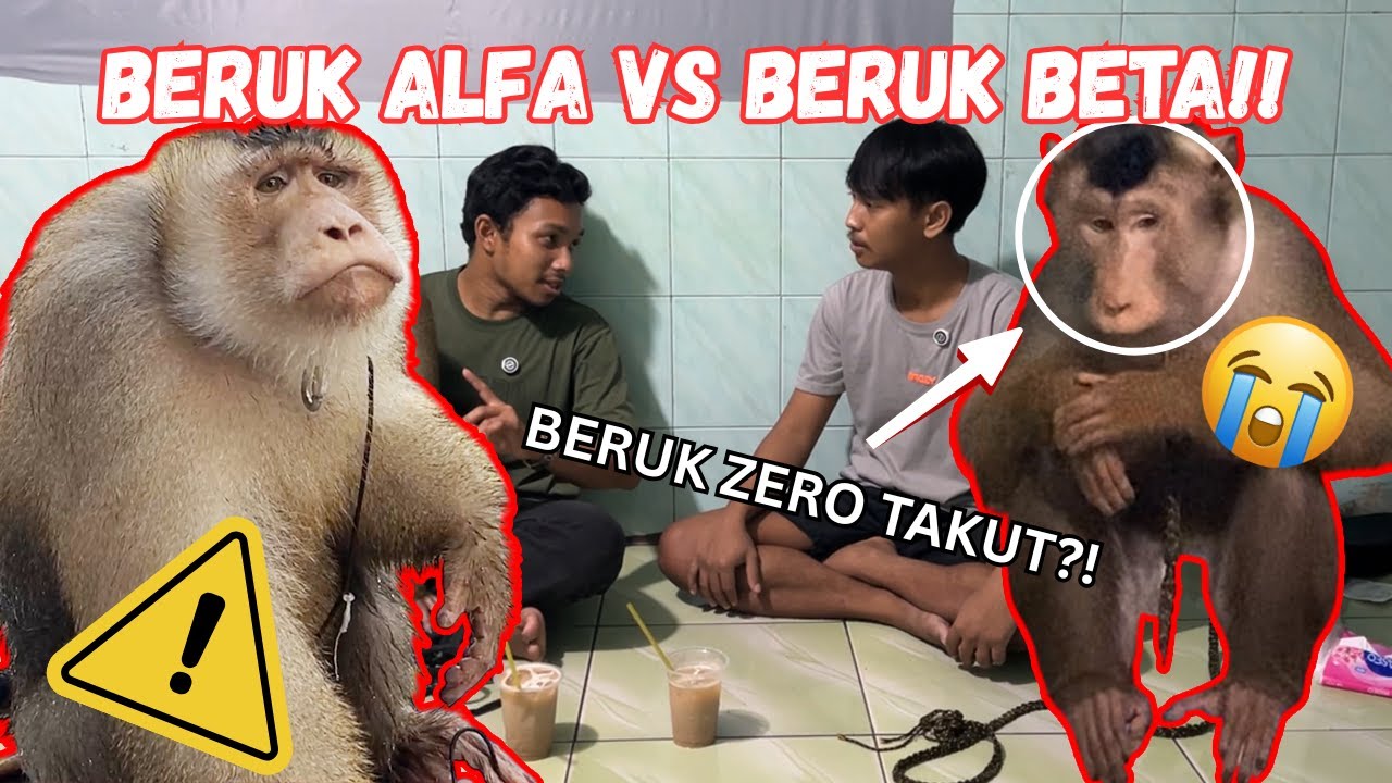 Обезьяна АЛЬФА Бастиан встретил ОБЕЗЬЯНУ БЕТУ по имени Зеро – сразу струхнул?!