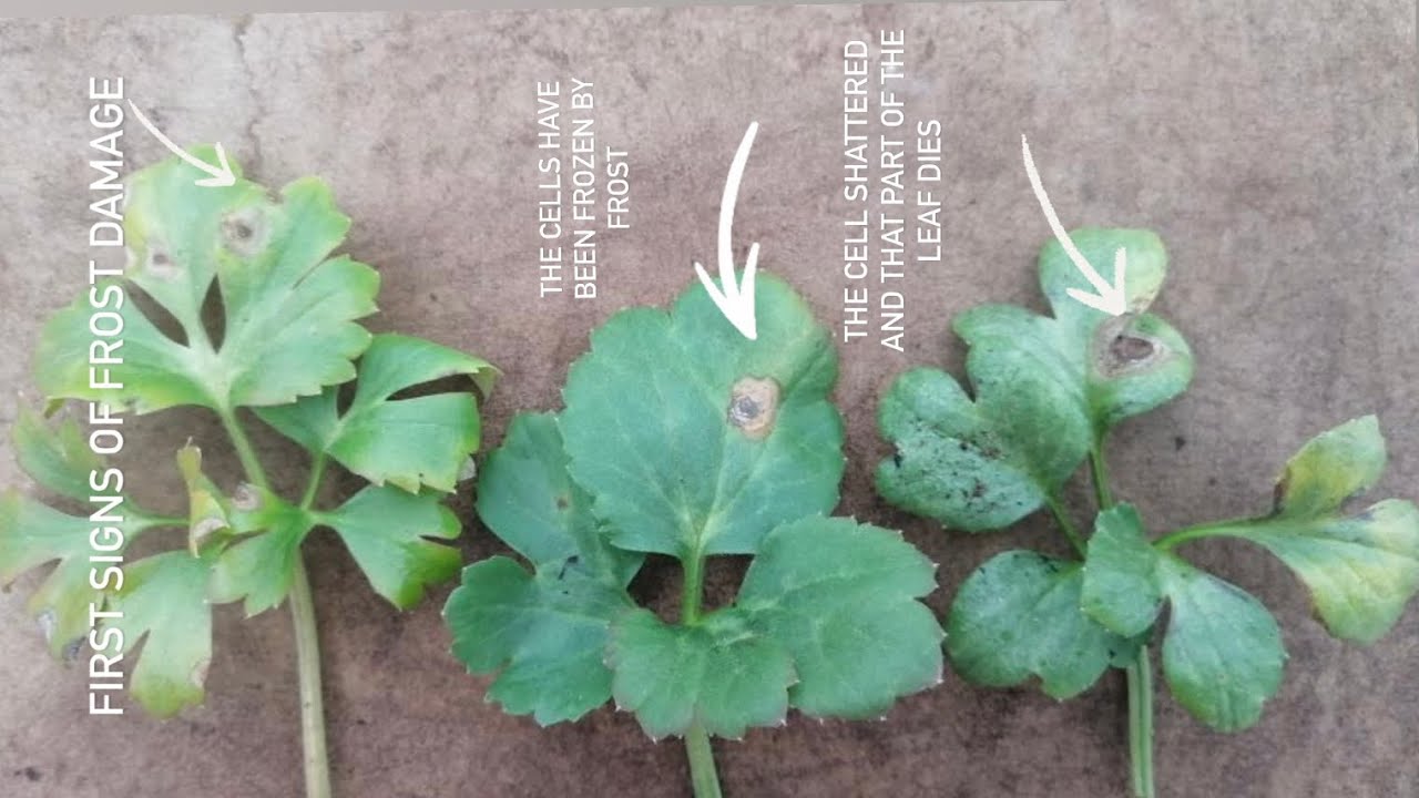 Лютик – как быстро обнаружить повреждения от мороза/заморозков (4 января 2026 г.)