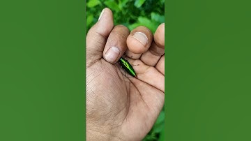 It is the Smaller shiny jewel beetle part🪲😂🐞#nature #shorts