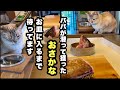 食いしん坊の元野良猫くう｜待ちに待ったお魚シーズン到来！どんどん舌が肥えてます！
