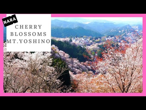 Vídeo: Cirerers de la zona 3: quins són els bons cirerers per als climes freds