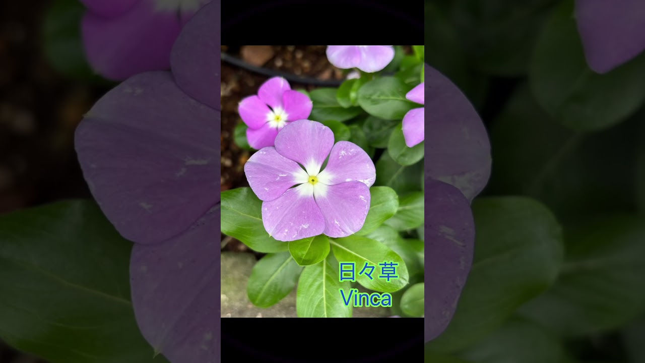 この花、なーんだ？ What is this flower? 🧐🌸 #guesswhat