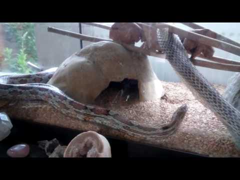 Snake shedding skin