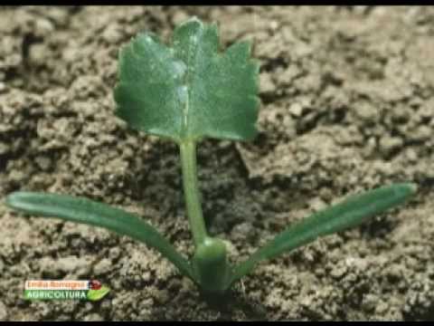 Video: Varietà di barbabietola - Quali sono alcuni tipi comuni di barbabietola