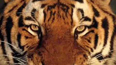 Qual é o som do Tigre?