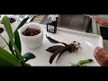Repotting orchids from brookside orchids 