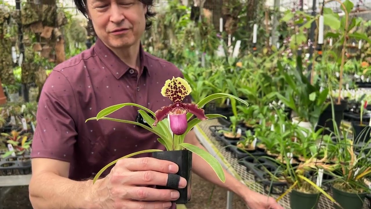 OrchidWeb - Paphiopedilum henryanum