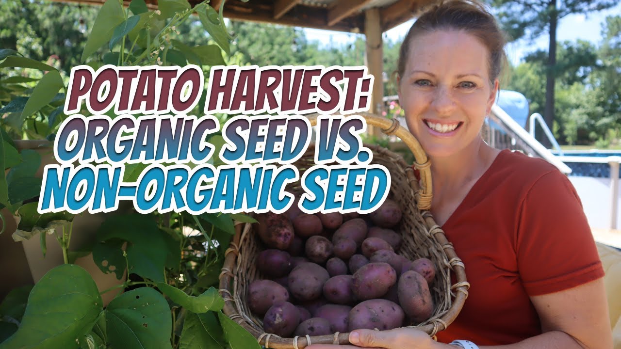 Potato Harvest Results Organic seed vs non-organic seed