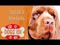 Dogs 101 - Sussex Spaniel - Top Dog Facts About the Sussex Spaniel の動画、YouTube動画。
