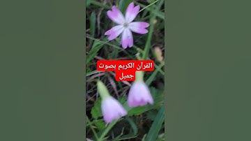 القرآن الكريم بصوت جميل #قرآن #اكسبلور #quran #تيك_توك #القرآن_الكريم #لايك #راحة_نفسية #تصويري #في