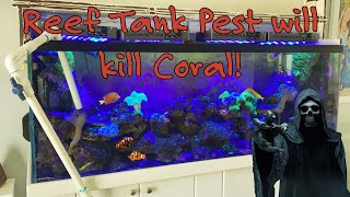 Reef pest is out of control 😩 by Aquarium Service Tech 2,112 views 12 days ago 10 minutes, 26 seconds