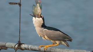 Birds of Egypt – 15 Strange Species You Won’t Believe Exist