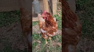 She's moulting & kinda grouchy tonight! #chickens #hens #funny