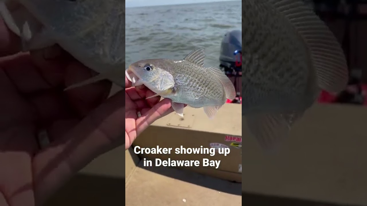 Big Croaker in Delaware Bay ** NJ Bottom Fishing // Where’s the Weakies??**