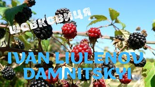 IVAN LIULENOV & DAMNITSKYI - ШОВКОВИЦЯ (2025) Ой шо це коїться, ой зацвіла шовковиця на околицях...