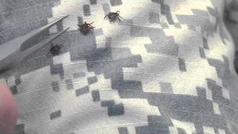 Permethrin Effectiveness - Ticks on ACU that has NOT been treated with permethrin