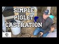 DIY Pig Castration - No Expensive Vet Bill