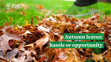 Are autumn leaves a hassle or an opportunity? | The RHS