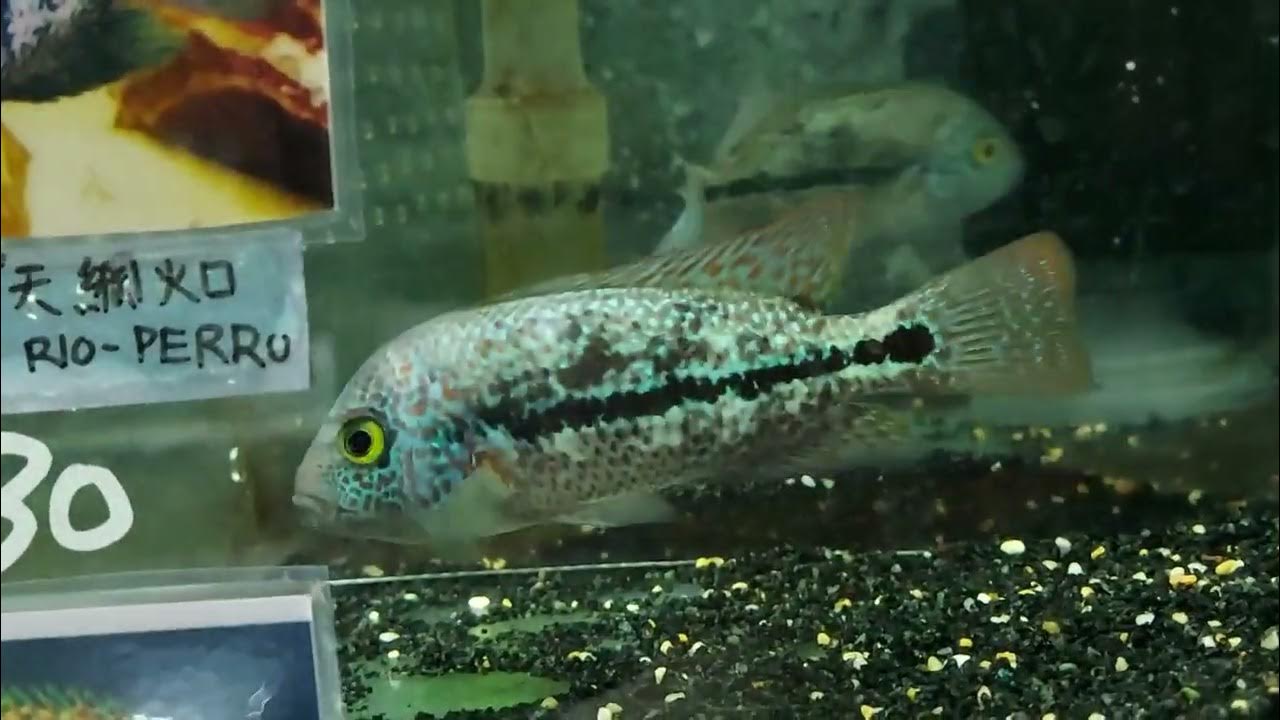 Vieja Zonata Rio-Perro…10-12cm…“佩羅河”天網火口 - YouTube