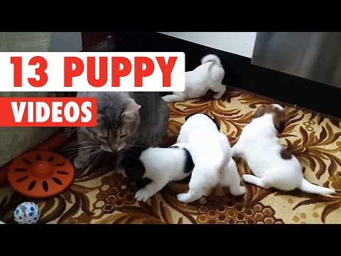 13-funny-puppies-|-cute-dog-video-compilation-2017