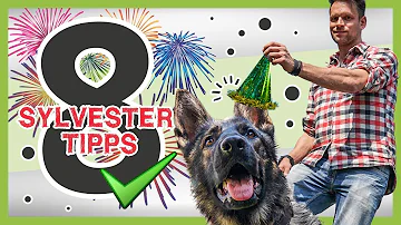 Was denken Hunde an Silvester?