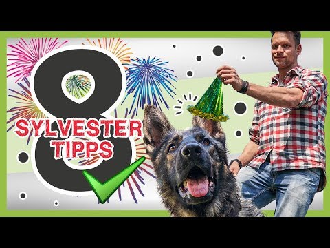 Video: 10 Tipps für einen stressfreien Hund am 4. Juli